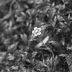 Motan snubn nerezov a stbrn prsten - Gordik Flower